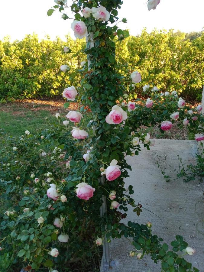 Il Giardino Dei Tramonti Bed & Breakfast Nardò Dış mekan fotoğraf